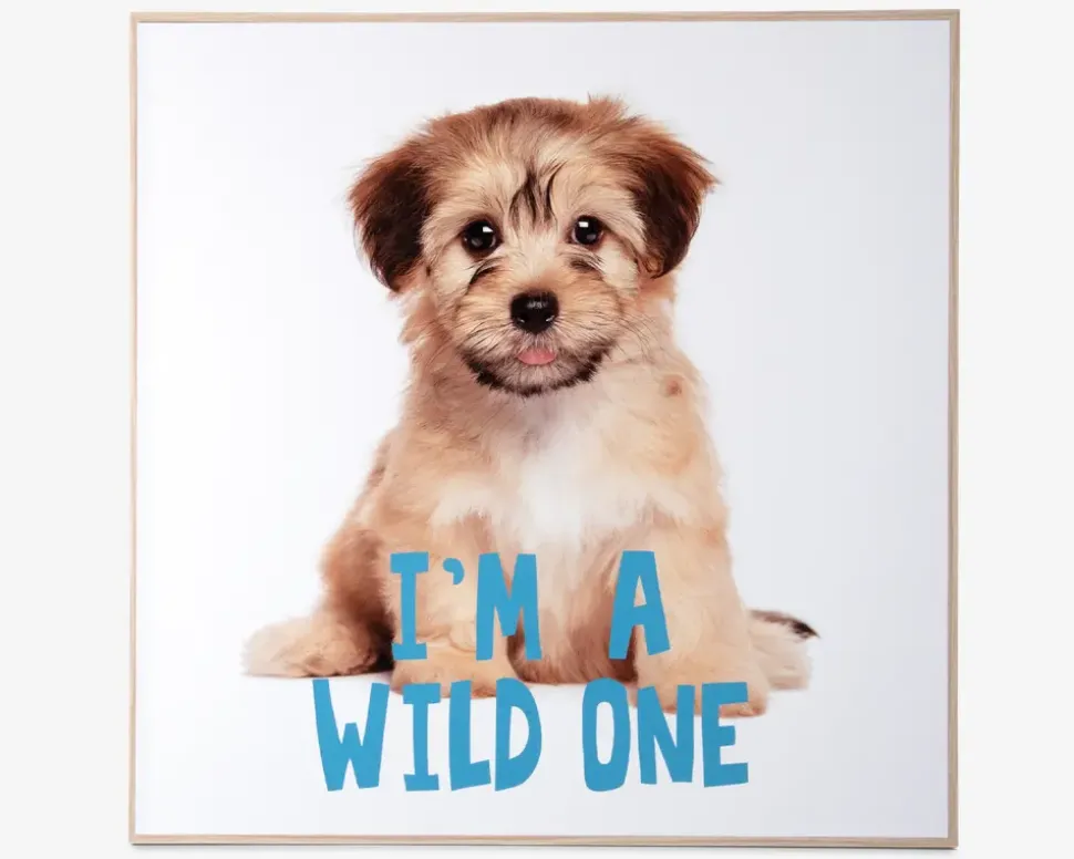 Billede puppy - I am a wild one
