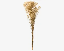 Buket Tørret Gypsophila Hvid