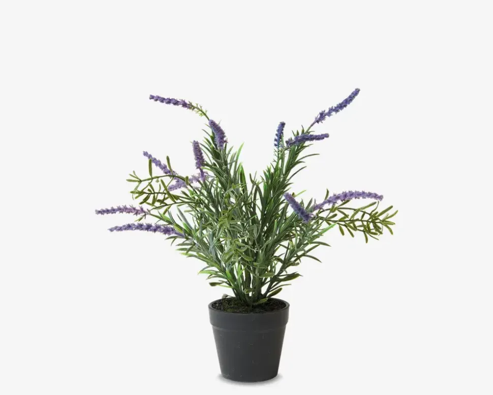 Lavendel Potte Plastik H.30 cm