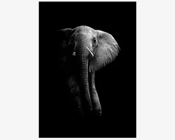 Plakat Elefant