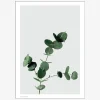 Plakat Eucalyptus