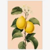 Plakat Lemons Neuraland Oak 70x100 cm