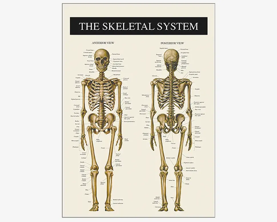 Plakat Skelettet