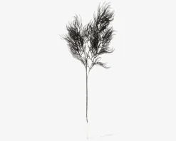 Stilk Asparagus sort H.86,4 cm