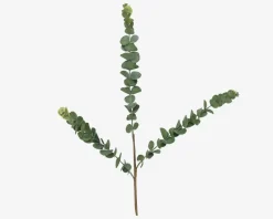 Stilk Eucalyptus Grøn H.70 cm