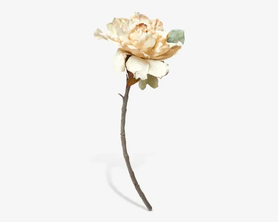 Stilk Pæon cream H.40 cm