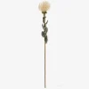 Stilk Protea hvid H.73 cm