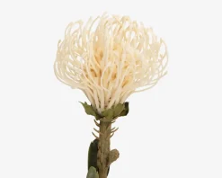 Stilk Protea hvid H.73 cm